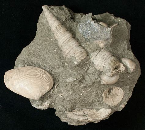 Cretaceous Gastropod And Clam Fossils - Coon Creek Formation (#17048) For Sale - FossilEra.com