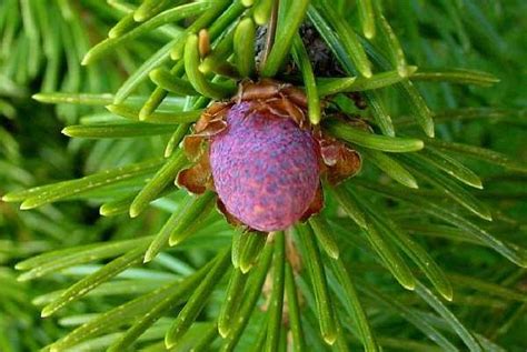 Picea abies, Norway Spruce, identification guide