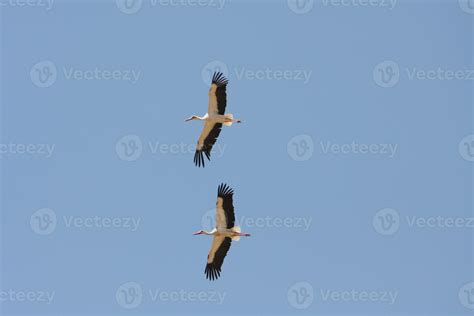 Amazing birds of Israel, birds of the Holy Land 7754484 Stock Photo at Vecteezy