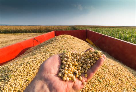 Soybean Board Ballots Due Aug. 14 - The Farm