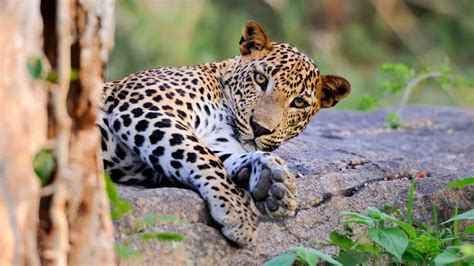 Where to spot leopards in Sri Lanka | Intrepid Travel Blog