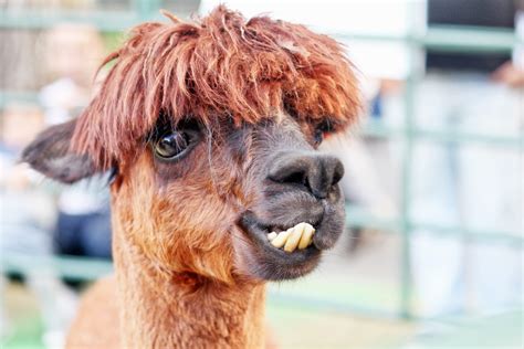 40 Adorable Alpaca Photos to Make You Smile | Reader's Digest