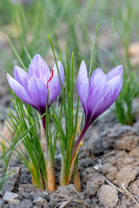 Crocus sativus | Avon Bulbs