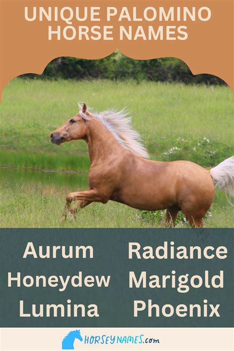 210+ Palomino Horse Names with Generator