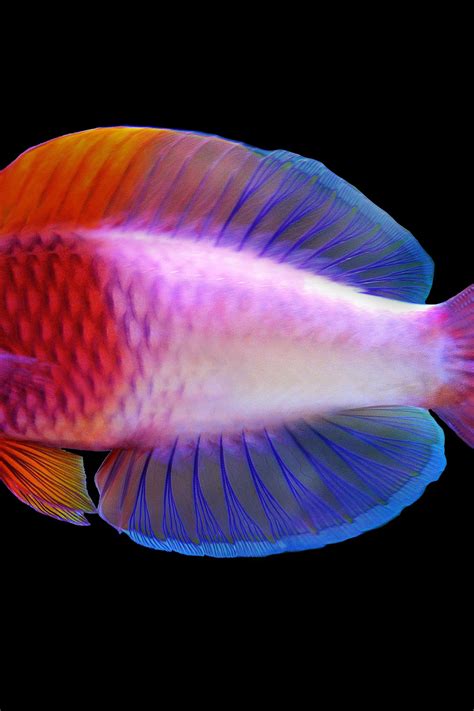 New Species Of Rainbow-colored Fish Discovered In Maldives | lupon.gov.ph