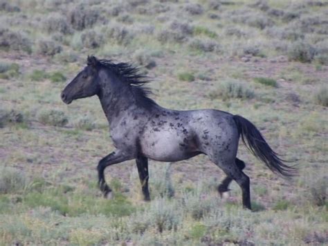 20 Of The Rarest And Most Beautiful Horse Breeds In The World