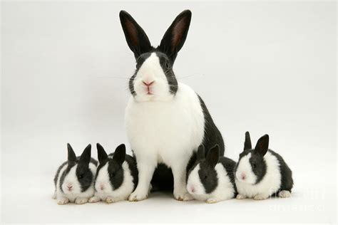 Blue Dutch Rabbits Photograph by Jane Burton - Fine Art America