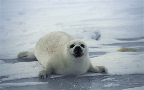 A Closer Look at Baby Seals - 7 Fascinating Facts and FAQs - Animal Corner