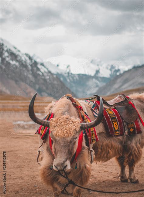 yak in himalayas Stock Photo | Adobe Stock