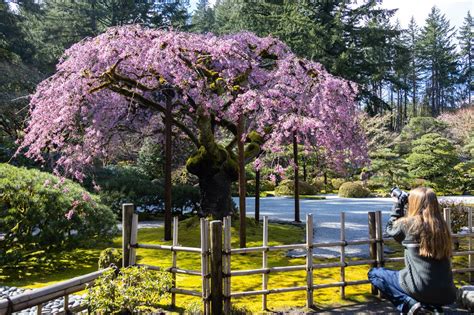 The Portland Japanese Garden is one of the top 4 nature experiences in the West - oregonlive.com