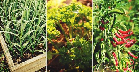 20 Easy-to-Grow Spices You Can Grow at Home