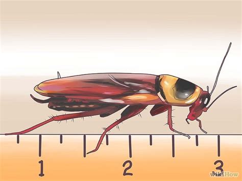 Identifying Cockroaches Pictures | Roach | cockroach | Insect