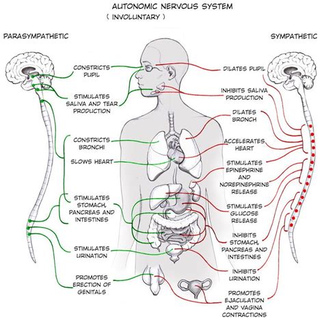 Experiment: Activate your Sympathetic Nervous System | Autonomic ...