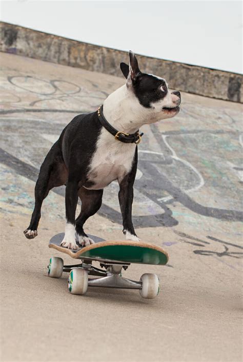 How to Teach Your Dog To Skateboard Today - Talent Hounds