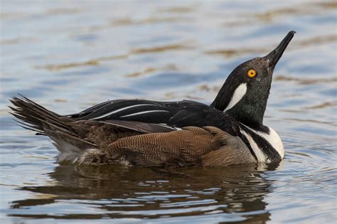 Hooded Merganser (male) – Jeremy Meyer Photography