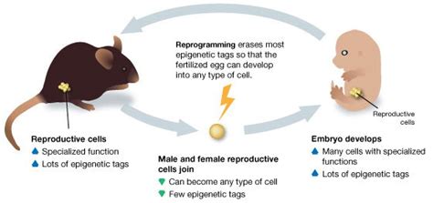 Epigenetics & Inheritance