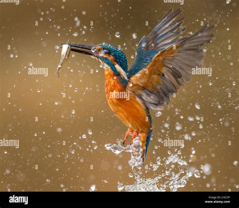 Kingfisher bird uk hi-res stock photography and images - Alamy