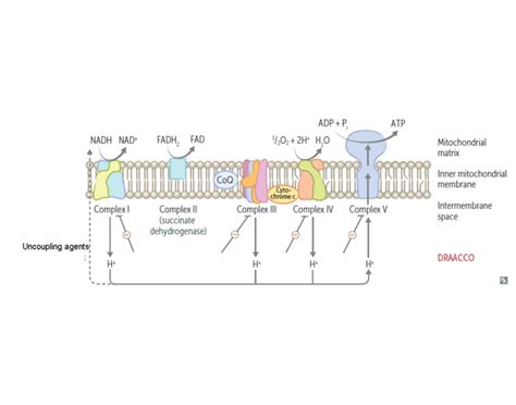 Electron Transport Chain Inhibitors Quiz