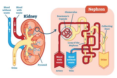 Kidney Function Diagram