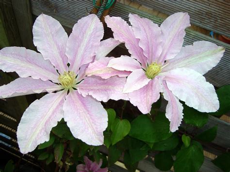 Watercolour Florals: Pink Clematis