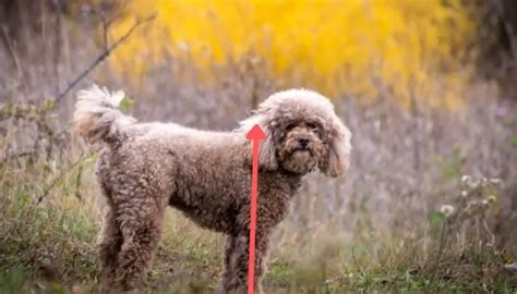 How To Measure Your Standard Poodle Size?(weight And Height)