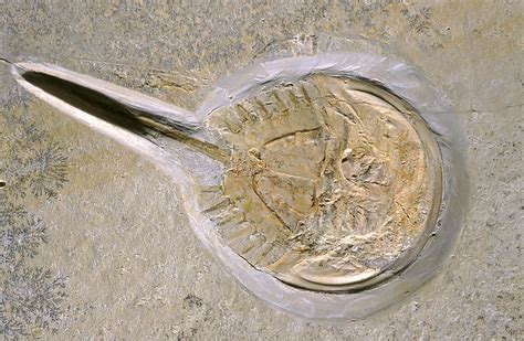 Horseshoe Crab Fossil - Stock Image - C028/5464 - Science Photo Library