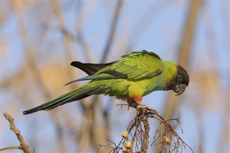 Nanday Conure Bird Species Profile