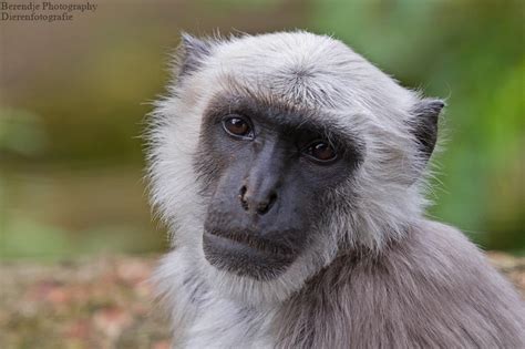 Hanuman langur. by Brenda Passchier / Berendje Photography. | Animals ...