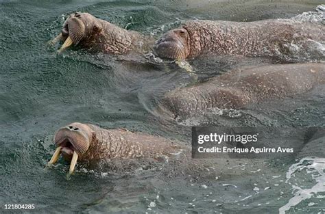 308 Walrus Alaska Stock Photos, High-Res Pictures, and Images - Getty ...