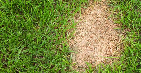 Common Landscape Diseases | Massey Services, Inc.