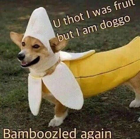 Bamboozled Banana | Doggo | Know Your Meme