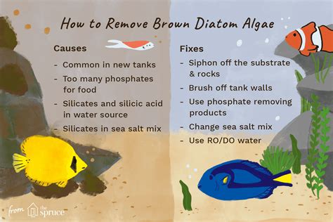 Brown Algae In Fish Tank Saltwater