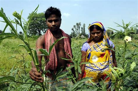 Tribals in MP's Jhabua show the way in organic farming | Latest News ...