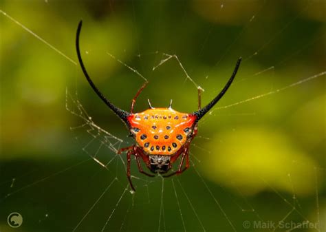 Long-Horned Orb Weaver Spider - Many Long-horned orb-weaver spiders build a new web each day.