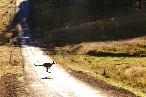 Driving Safely in Victoria: Watching Out For Wildlife