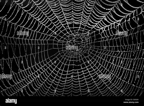 Spider_web Black and White Stock Photos & Images - Alamy