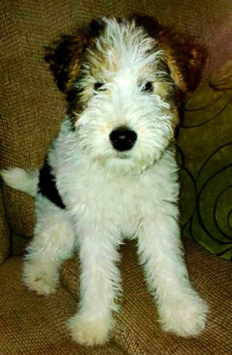 Wallace! The wire fox terrier puppy | Wire fox terrier puppies, Wire fox terrier, Fox terrier puppy