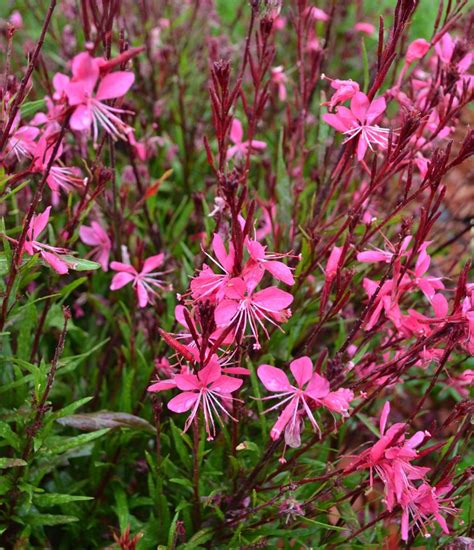 Gaura lindheimeri 'Belleza Dark Pink', Dark PinkWand Flower