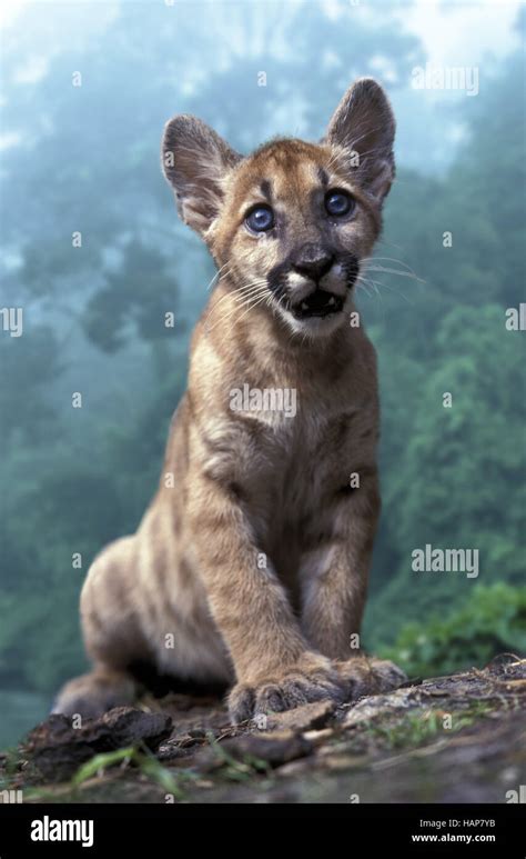 Florida panther cubs hi-res stock photography and images - Alamy