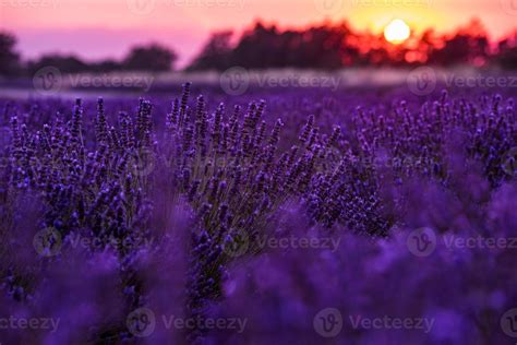 colorful sunset at lavender field 10372187 Stock Photo at Vecteezy