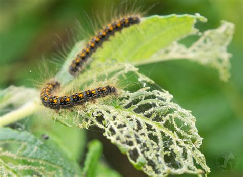 Tent Caterpillars in Seattle - Photos of Tent Caterpillars in Seattle