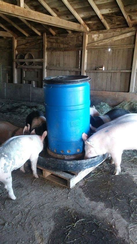 Pin by Aleja Ortiz on granja | Raising farm animals, Pigs farming livestock, Pig farming