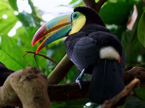 Toucan Names 98+ BEST & CUTE & TOP Ideas [with Video] - PetShoper