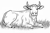 Ox Coloring Pages  25 Free Drawings To Print And Color sketch template