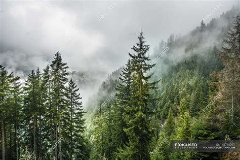 Misty mountain forest — hazy, scene - Stock Photo | #148715291