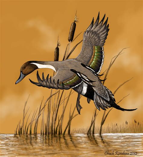 Perfect landing-Pintail Duck by ChuckRondeau on DeviantArt | Hunting art, Waterfowl art, Duck art