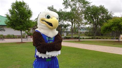 Florida Gulf Coast University - A new mascot for FGCU? | Facebook