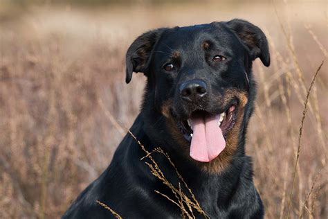 10 Unique Rottweiler Cross Breeds That Make Great Family Pets • helloBARK!