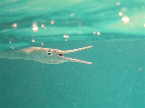 Needlefish Info: The Needle-like Fish - Ocean Info