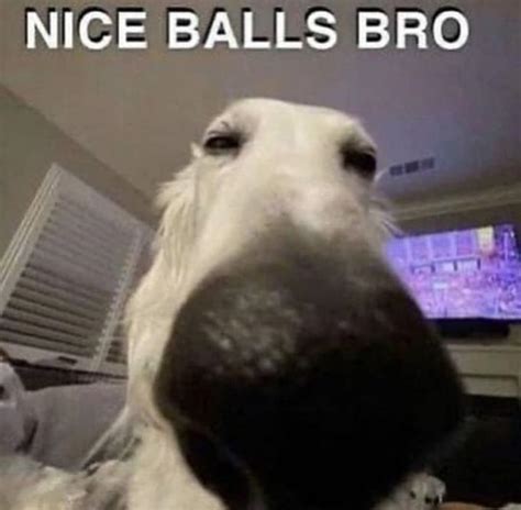 Nice Balls Bro | Know Your Meme